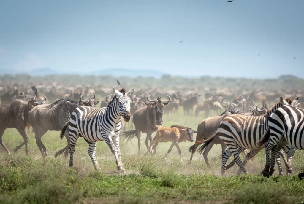 Gruppo di Zebre e Gnu durante la Grande Migrazione nel Serengeti