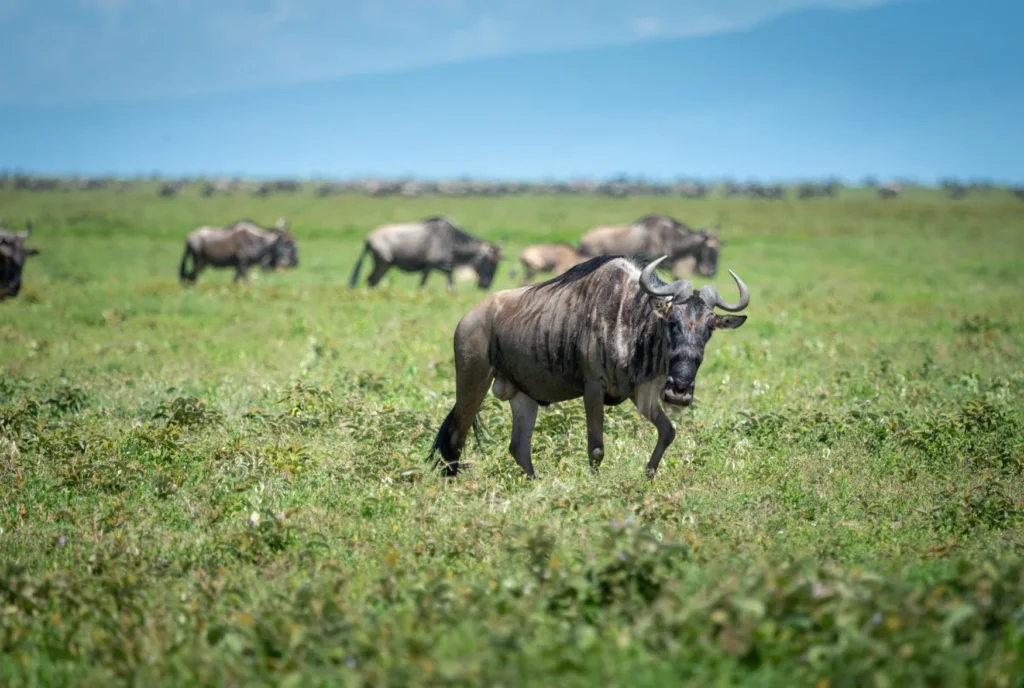 Gruppo di gnu nel nord del Serengeti