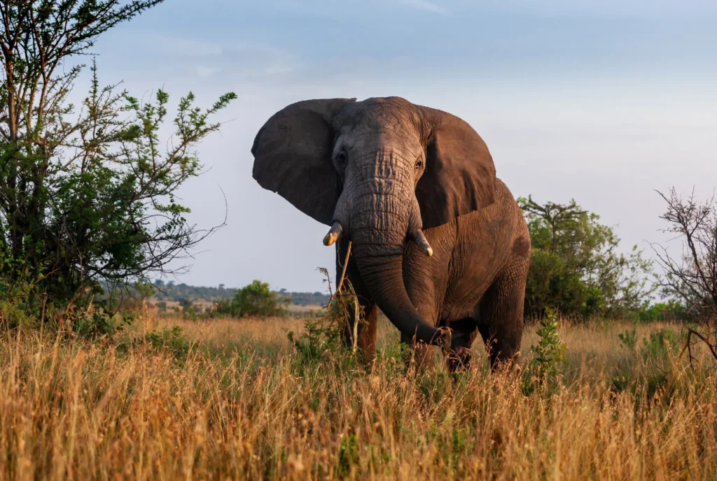 Elefante nel Parco del Tarangire