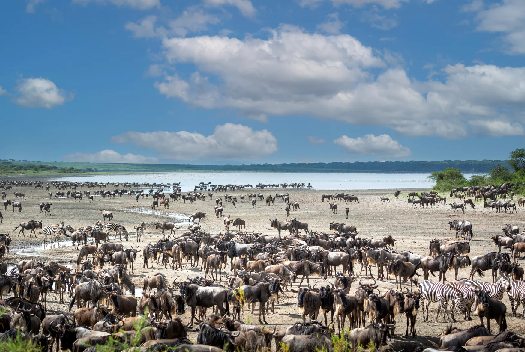 Mandria di Gnu durante la stagione dei parti
