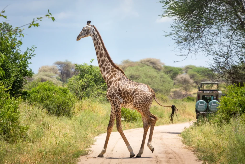 Giraffa attraversa la strada nel Tarangire