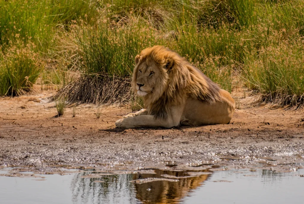 Leone