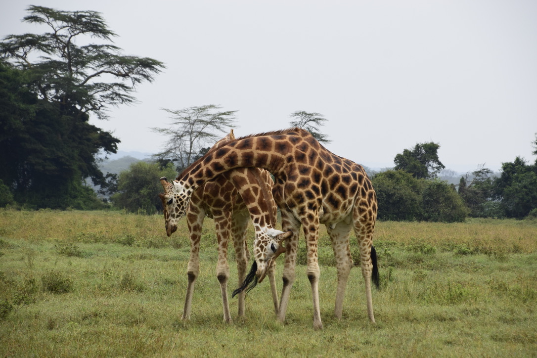 Kenya - MappIt