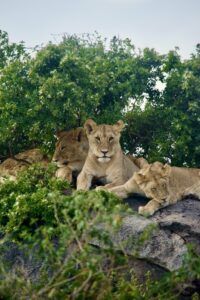 Leoni nel Serengeti, Tanzania