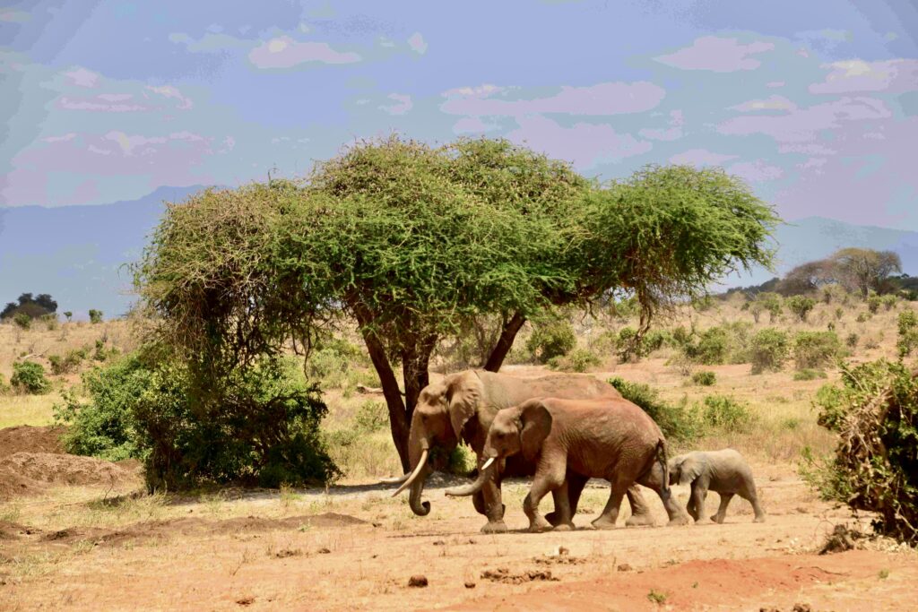 Elefanti in kenya - mappIt