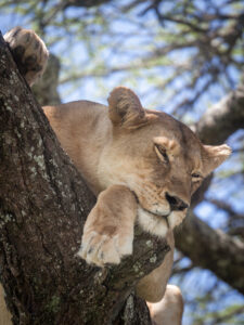 Leone a Ndutu, Tanzania