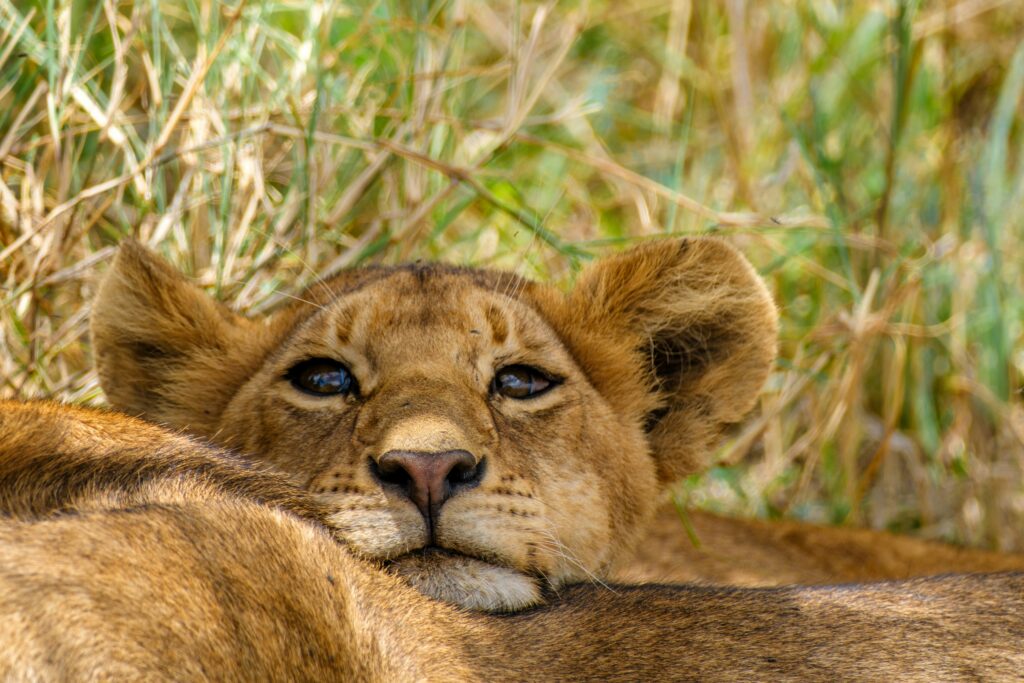 cucciolo leone- serengeti