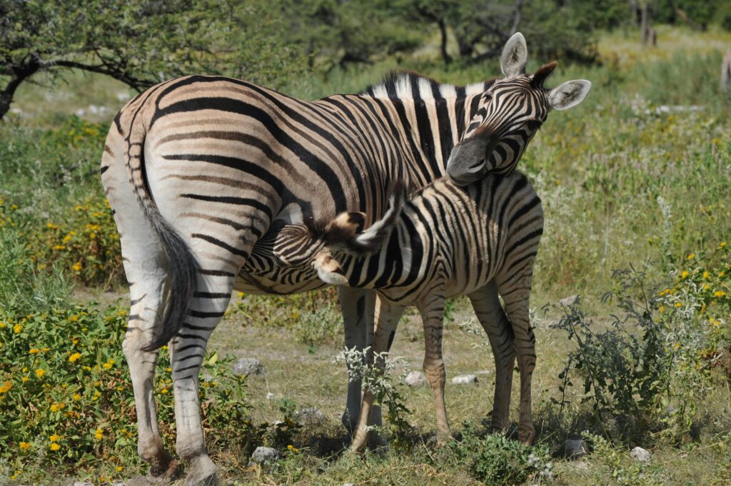 zebra con cucciolo
