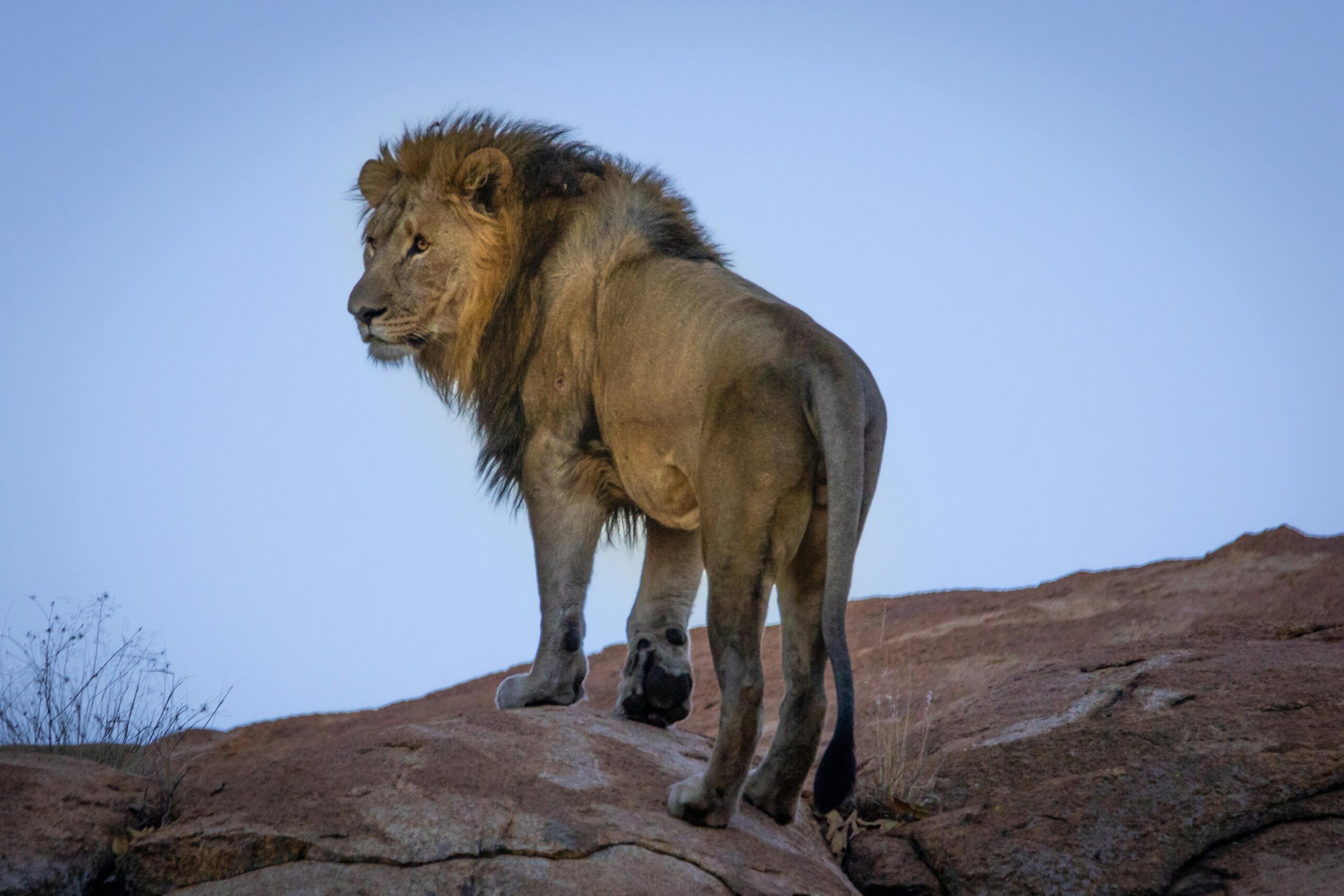 Lion Tsavo