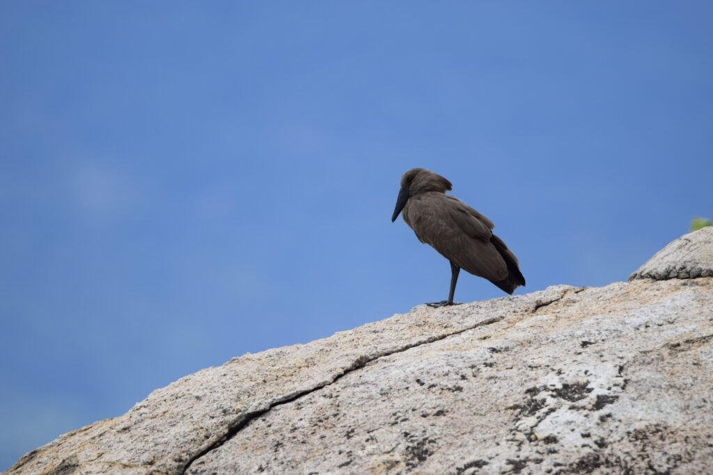 Hamerkop, Lago Malawi