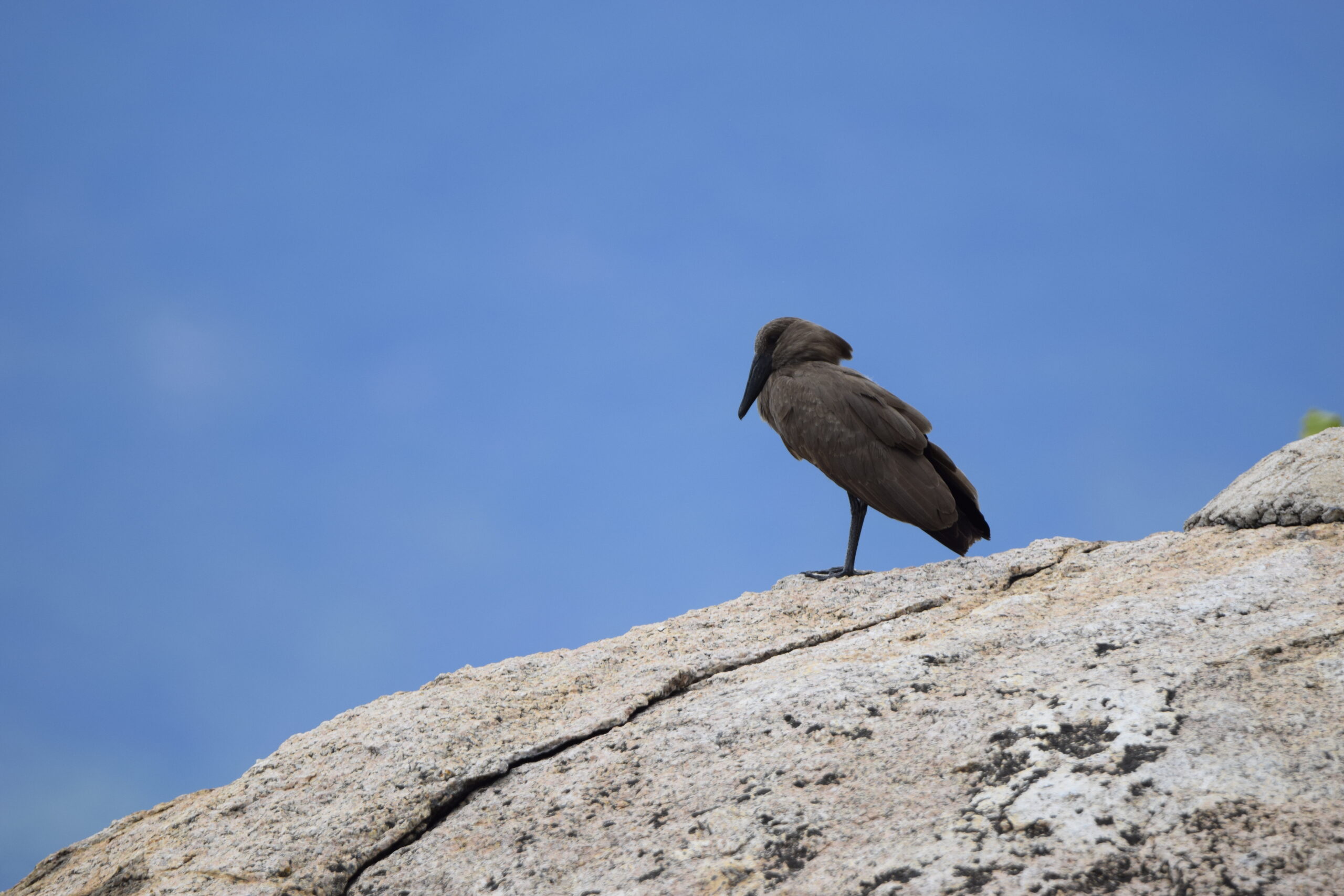Hamerkop, Lago Malawi