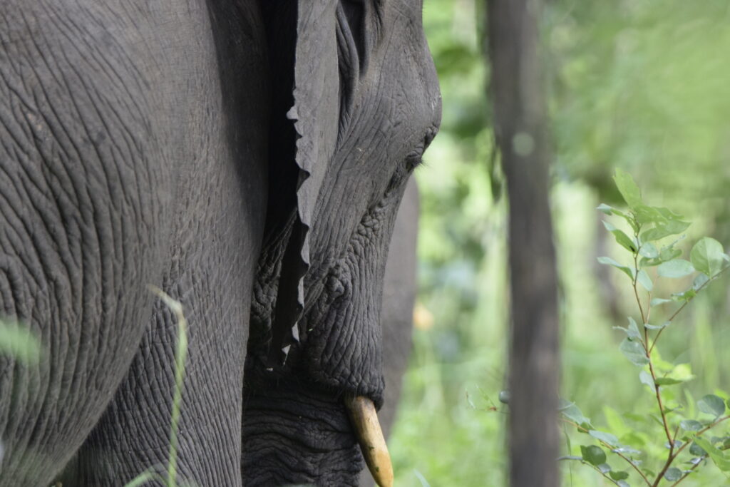 Elefante a Majete National Reserve - MappIt