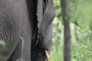 Elefante a Majete National Reserve - MappIt