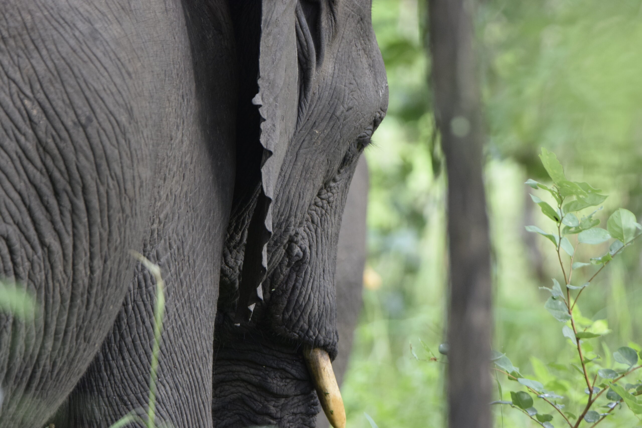 Elefante a Majete National Reserve - MappIt