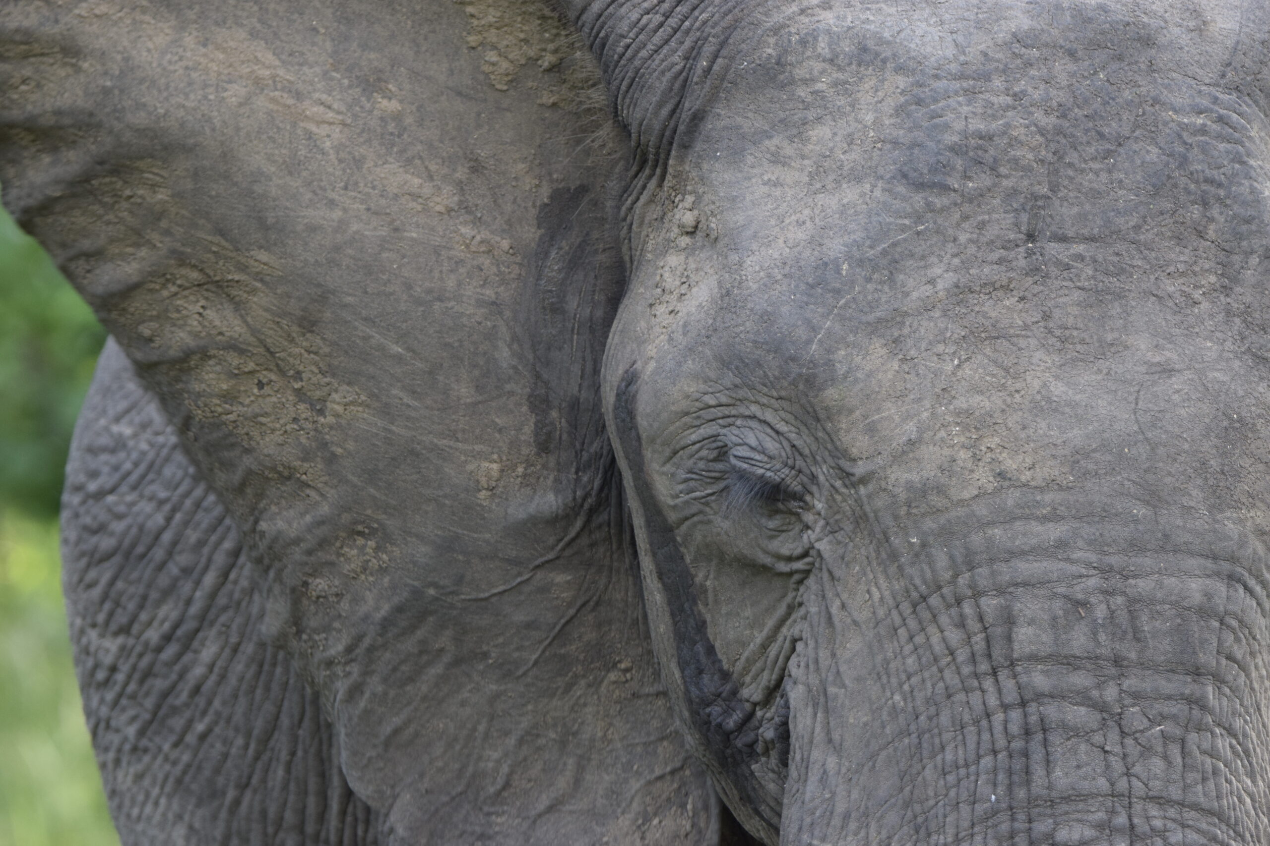 Elefante, Liwonde N.P.