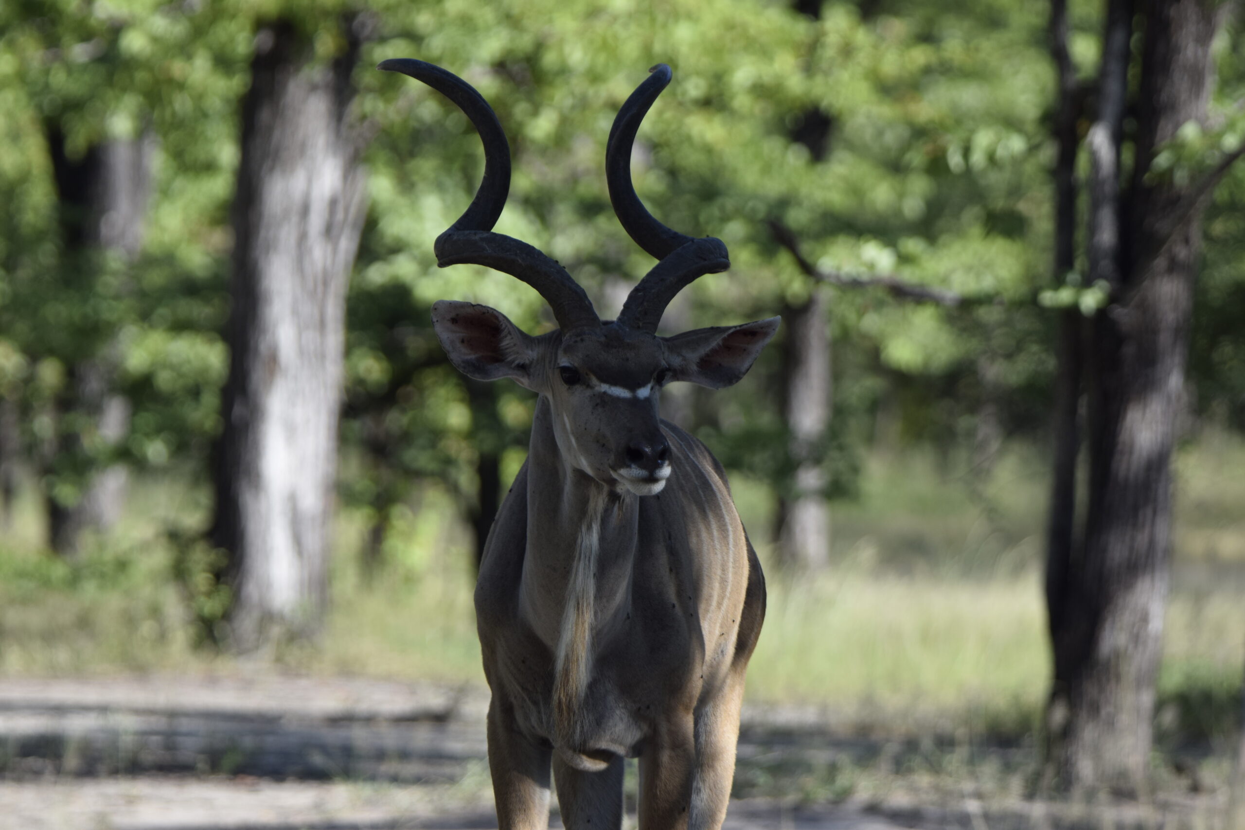 Kudu, Malawi