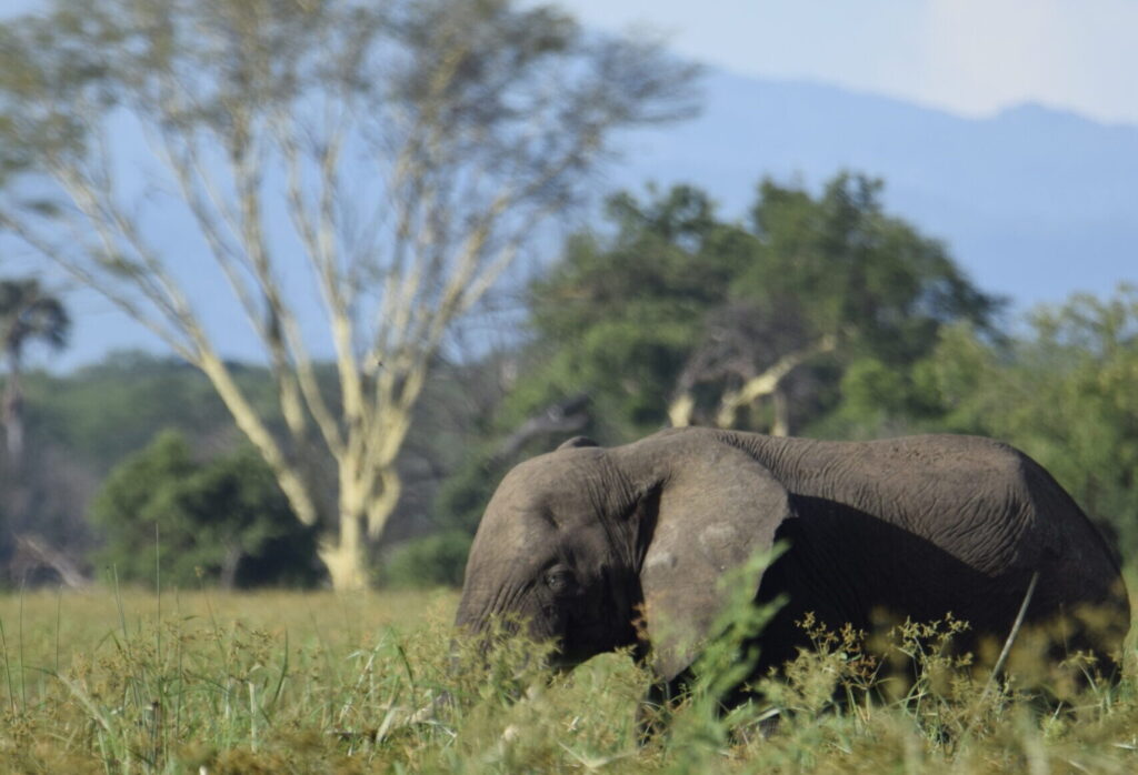 Elefante in Malawi, MappIt