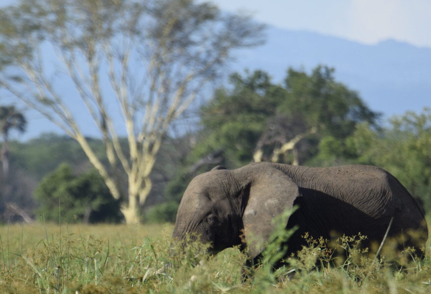 Elefante in Malawi, MappIt