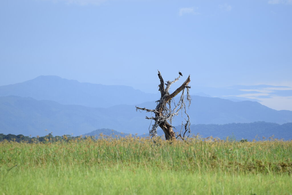 Aquila Pescatrice , Liwonde National Park - Malawi