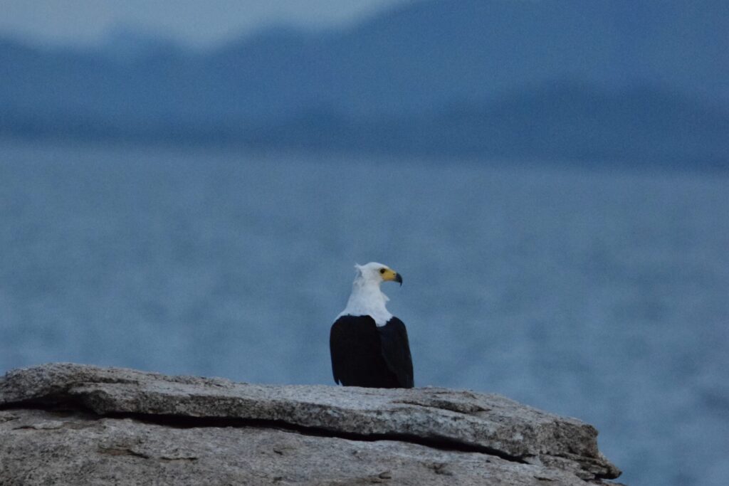 Aquila pescatrice, Lago Malawi - MappIt
