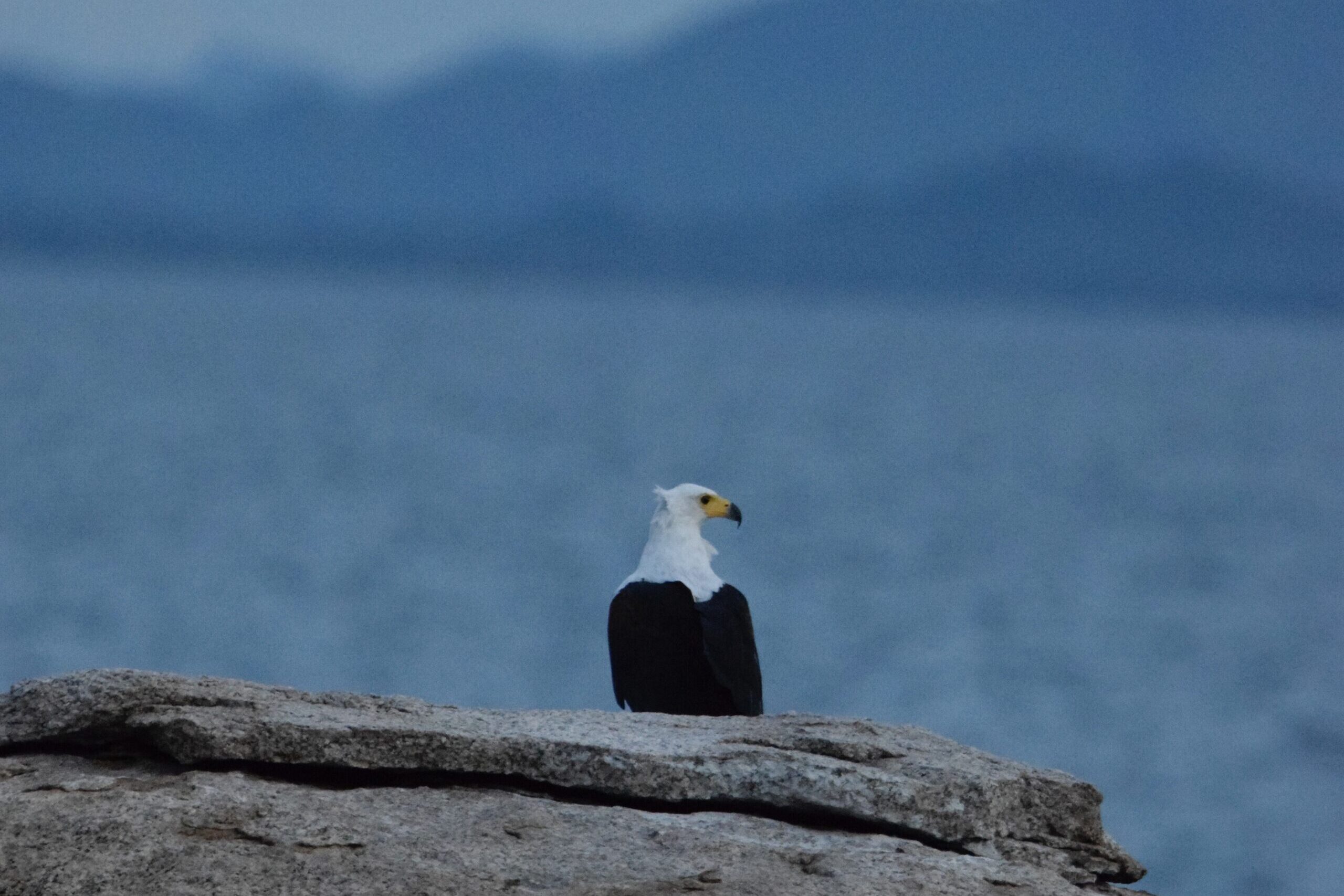 Aquila pescatrice, Lago Malawi - MappIt