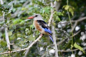 Kingfisher Malawi - MappIt