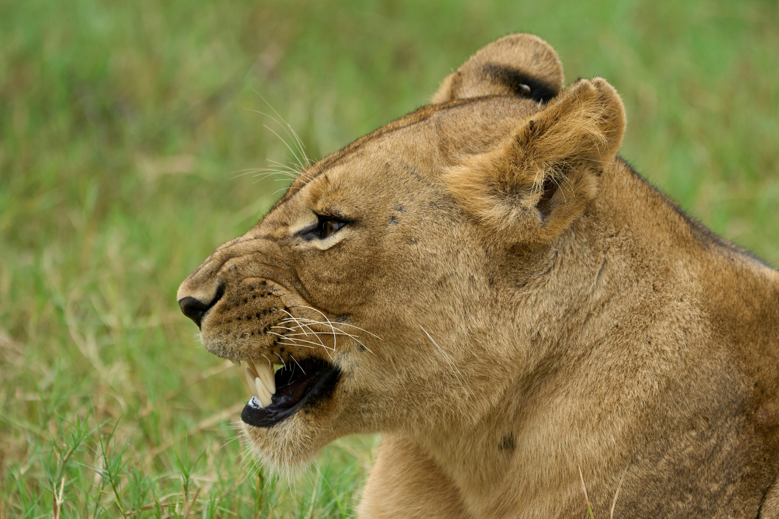 Leone in Zambia - MappIT