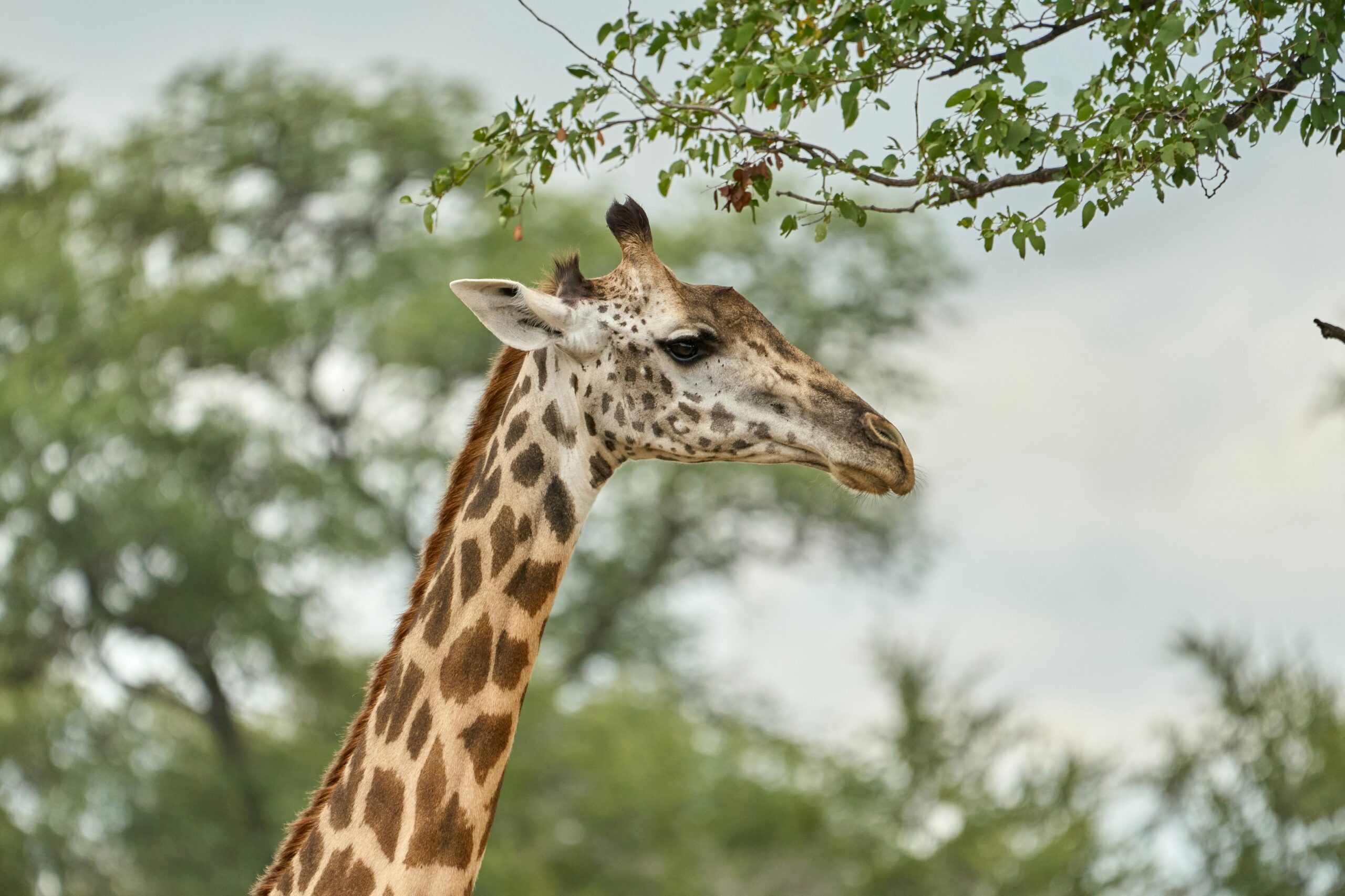 Giraffa, MappIt - Zambia