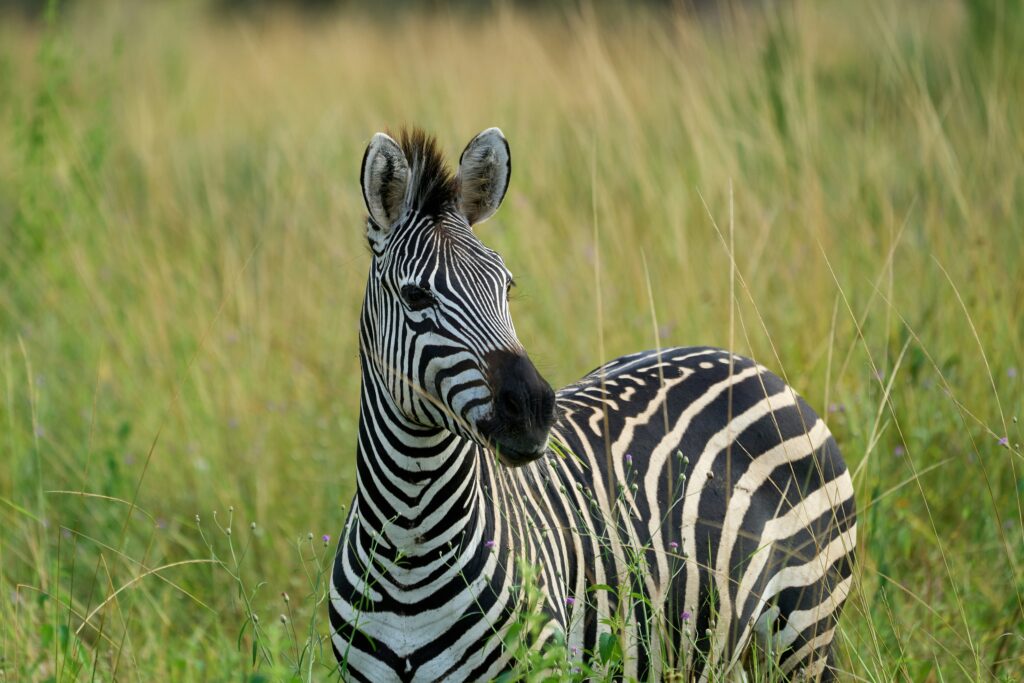 Zebra in Zambia