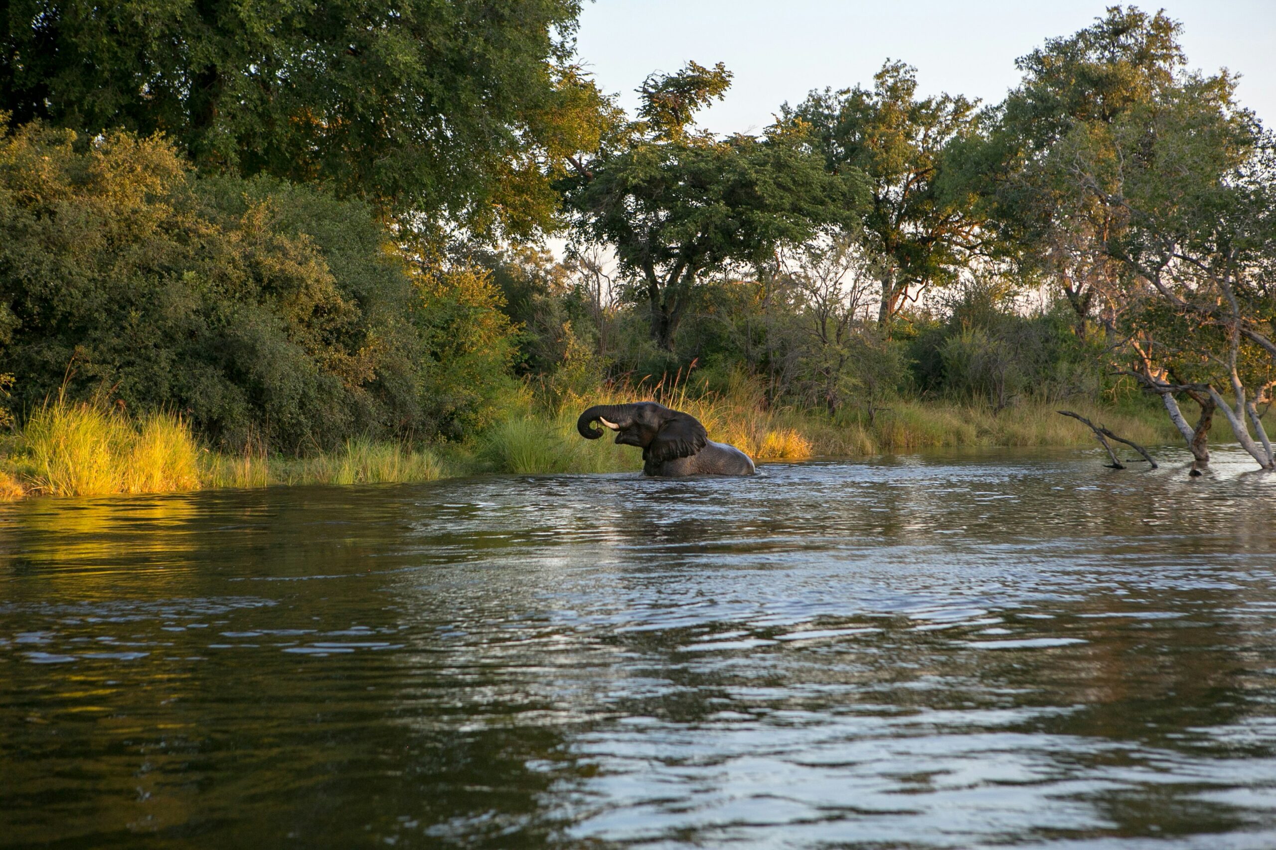 Elefante, Zambia - Mappit