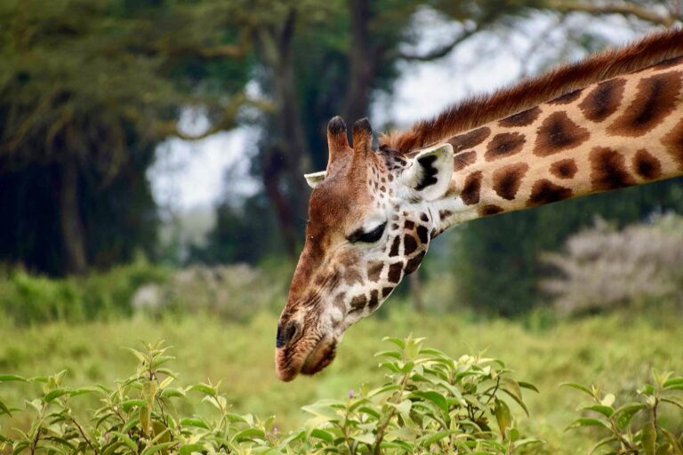 Giraffa, Tanzania