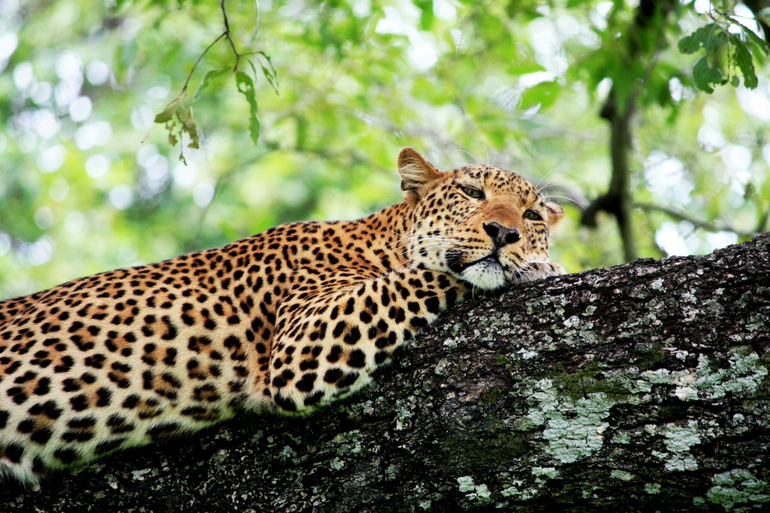 Leopardo Zambia - MAppIt