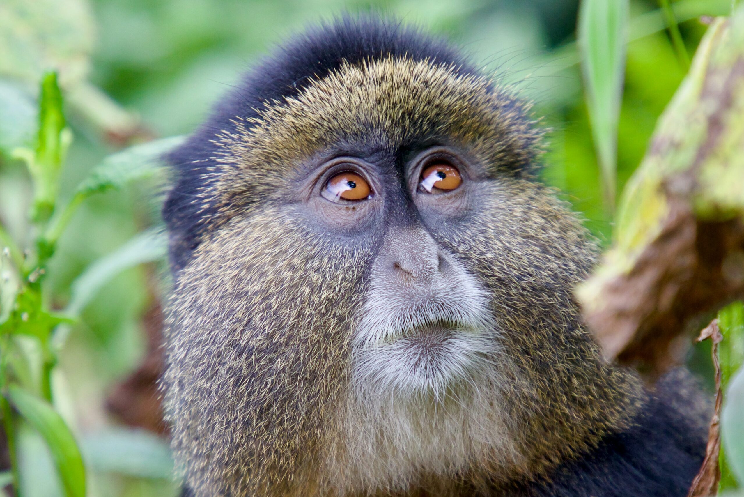 Rwanda -MappIt