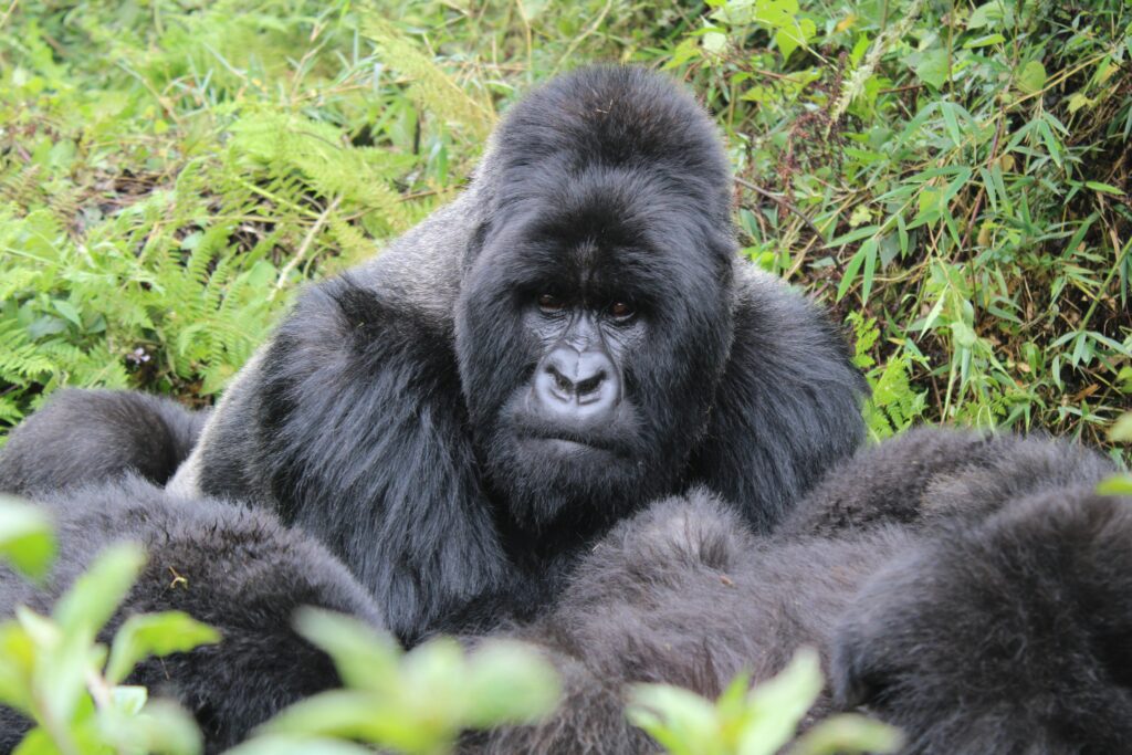 Silveback in Uganda