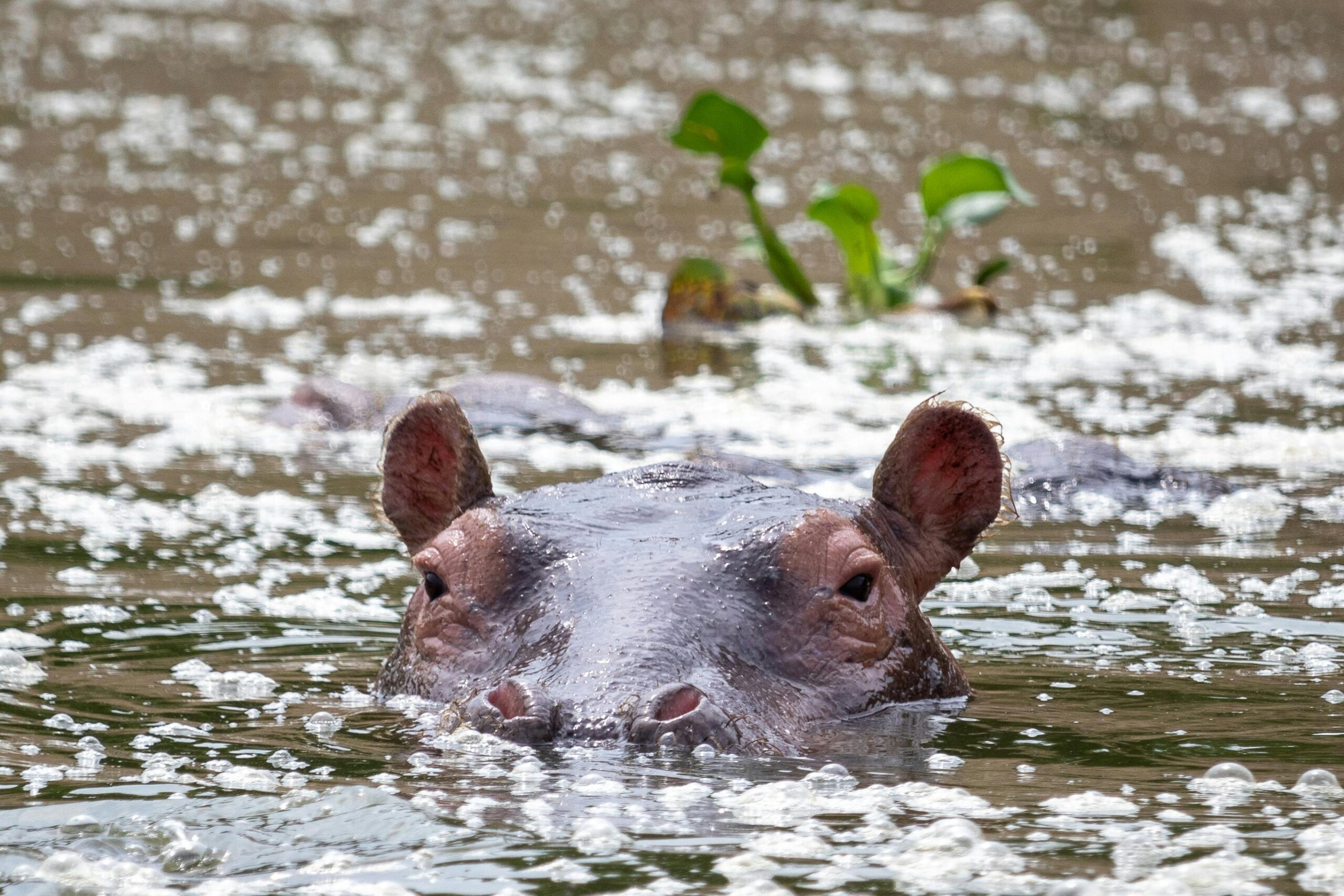 Ippopotamo in Uganda - MappIt