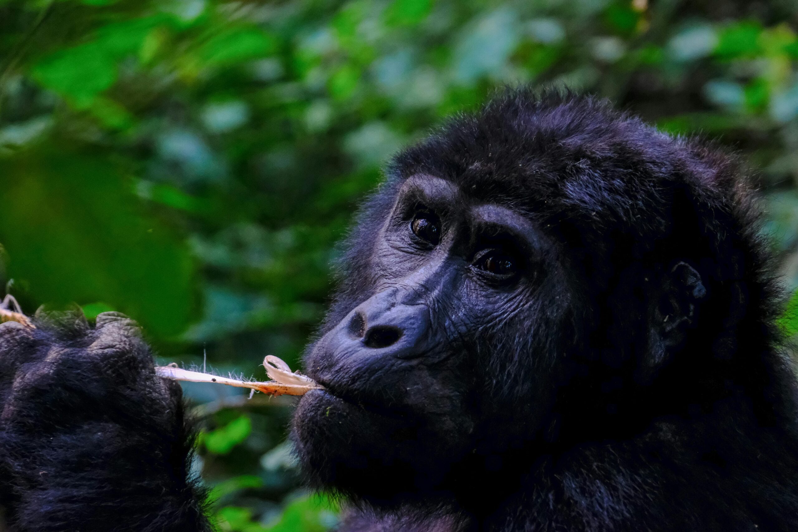 Gorilla in Uganda- MappIt