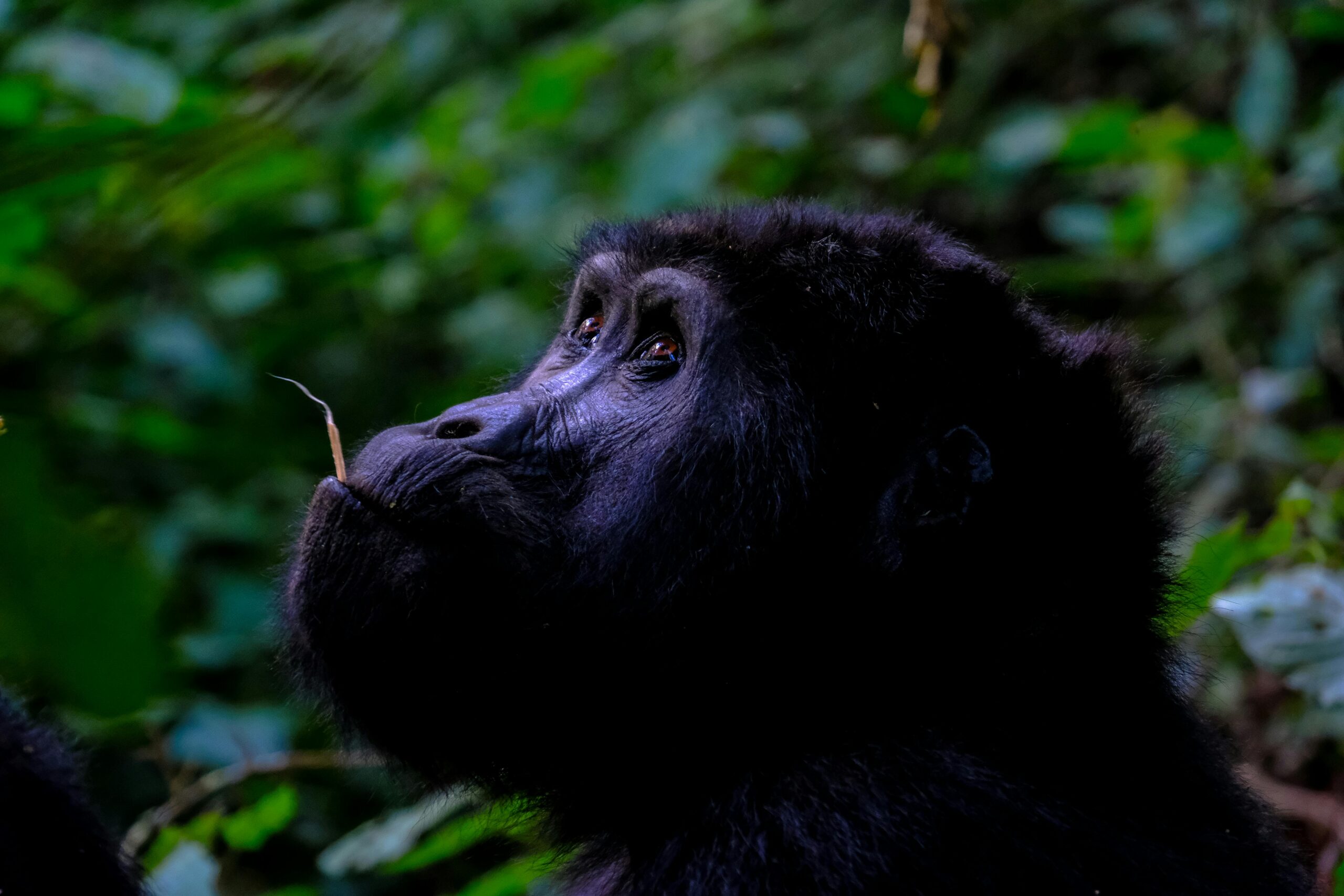 Gorilla, Uganda - MappIt