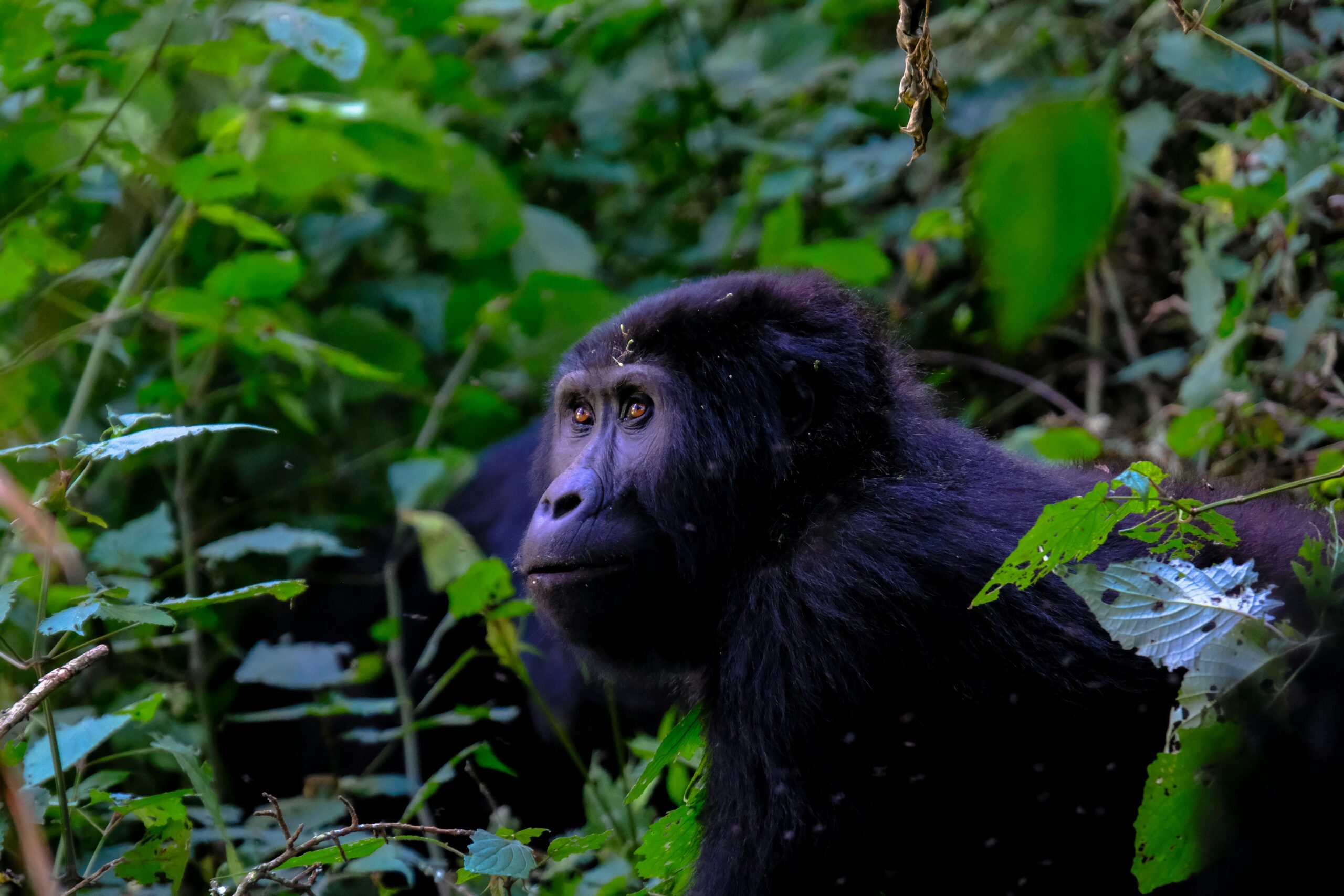 Gorilla Trekking in Uganda