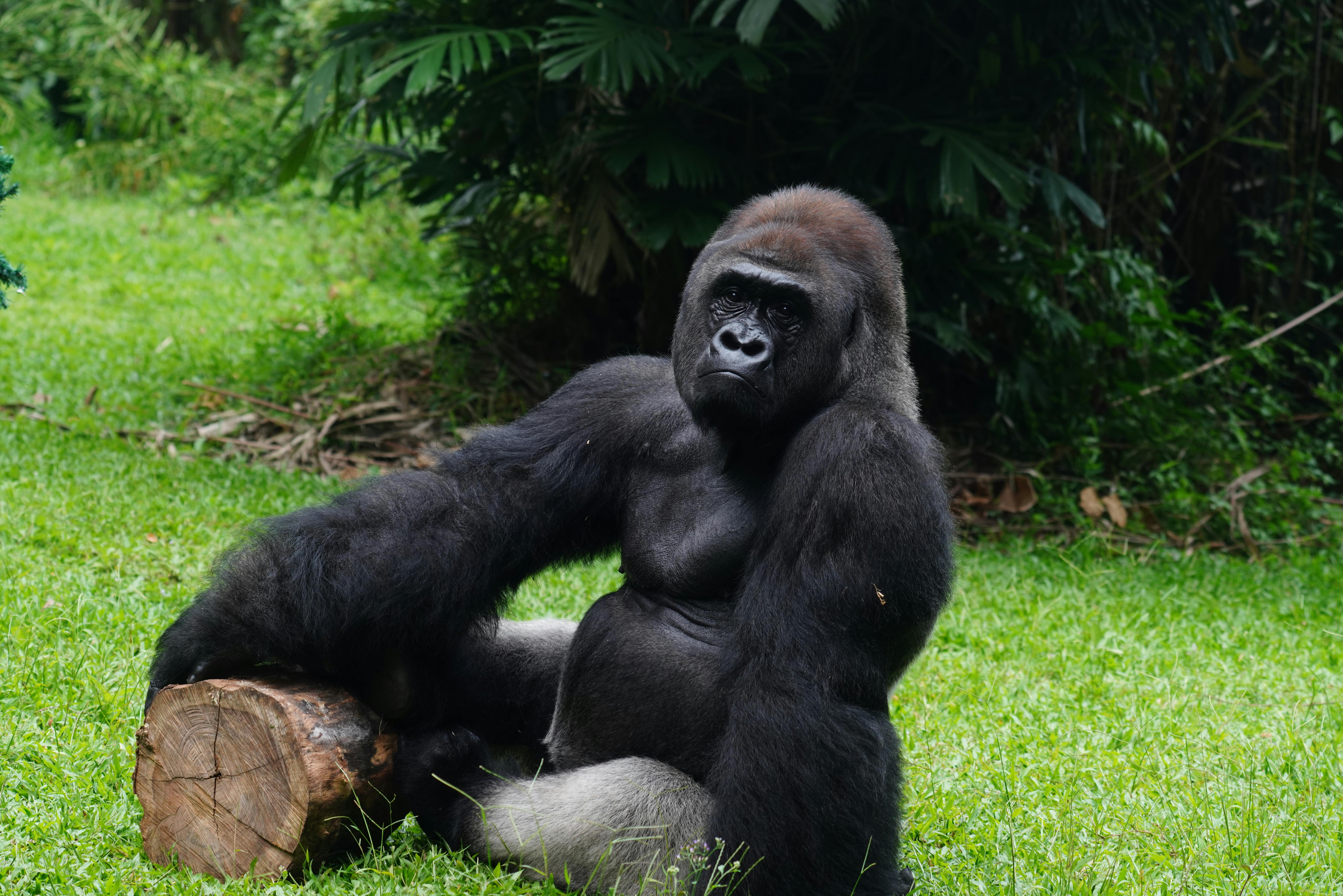 Famiglia di Gorilla in Uganda- Mappit