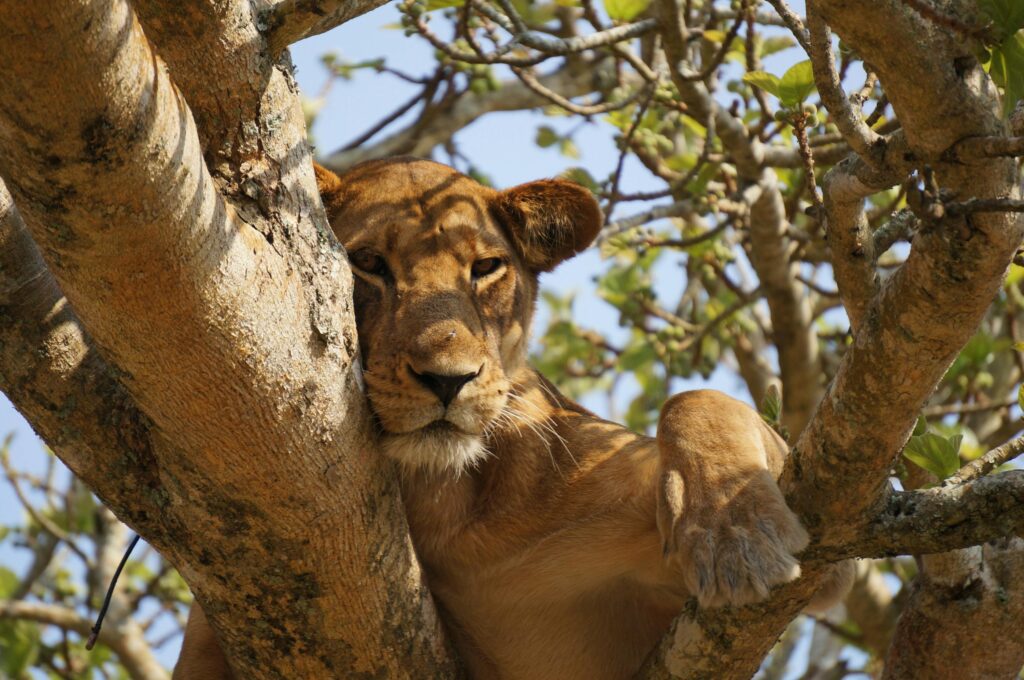 Leone in Uganda, MappIt