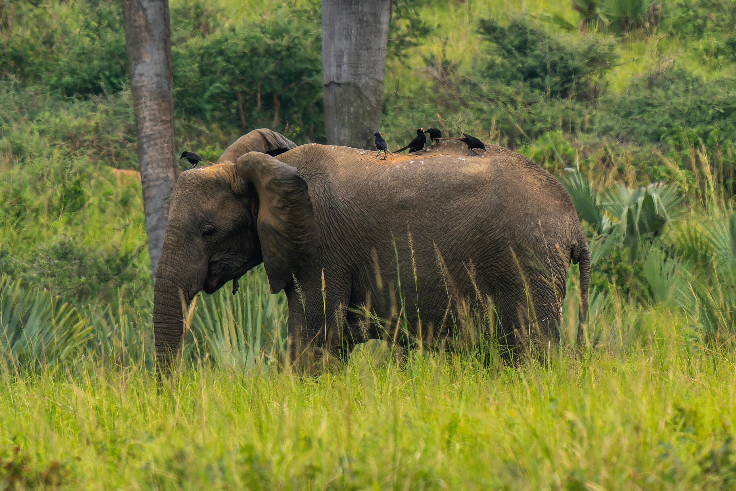 Elefante in Uganda