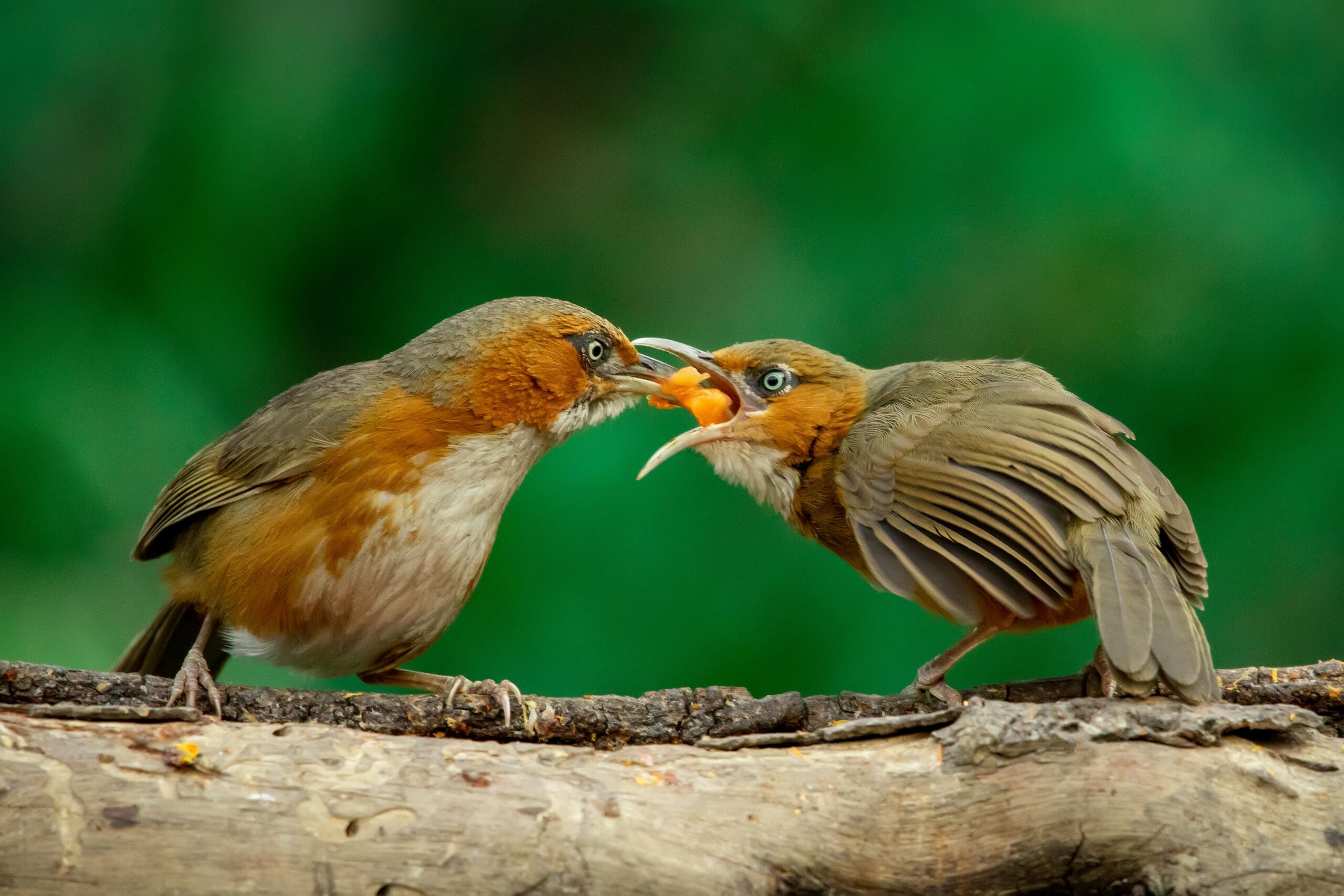 Birdwatching in Rwanda -MappIt